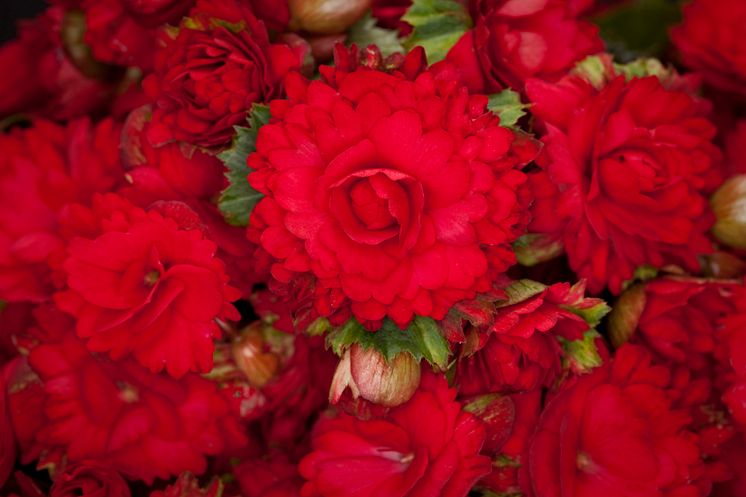 Begonia x hiemalis ´Grace´