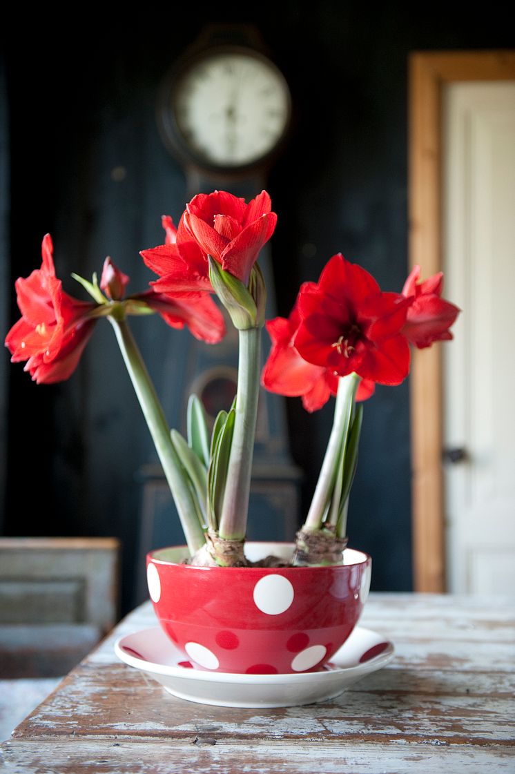 Arrangemang med röda amaryllis