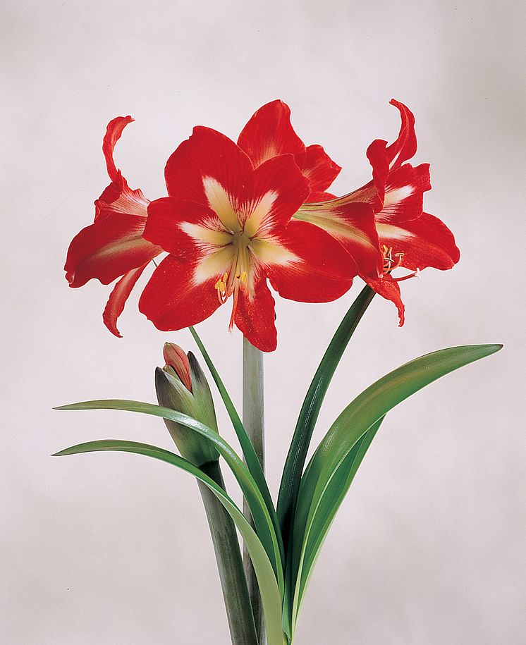 Amaryllis, Hippeastrum, 'Naughty Lady' (Voodoo)