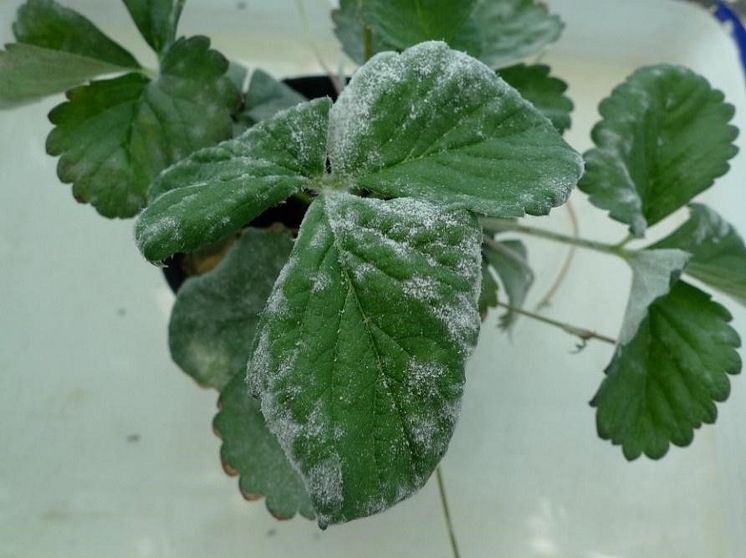 A strawberry plant infected with powdery mildew fungi