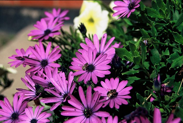 Stjärnöga Osteospermum ecklonis Serenity Purple