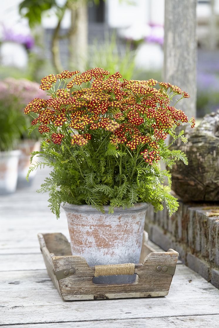 Achillea millefolium 'Milly Rock Red' 