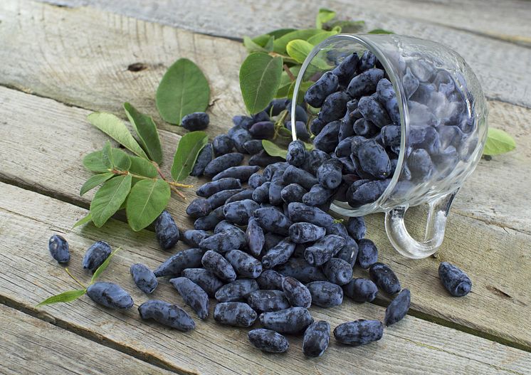 Haskap berries image.jpg