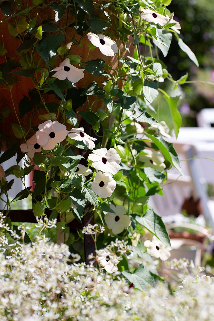 Årets Sommarblomma 2023 Thunbergia alata Svartöga foto annikasnaturligating (16)