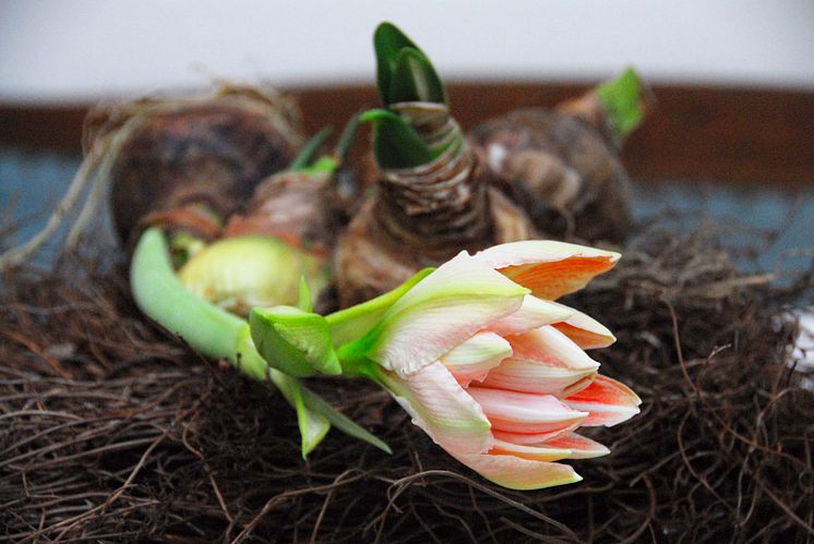 Amaryllis på lök med utslagen knopp