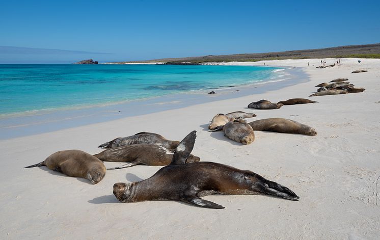 Galapagos-Española-Island-Gardner-Bay-HGR-152595-Photo_John_Chardine