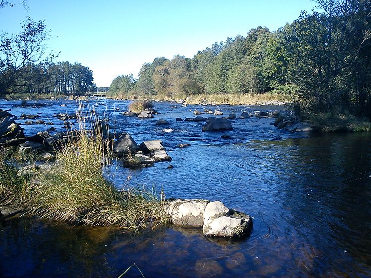 Öring och lax från Vänern behöver skyddas