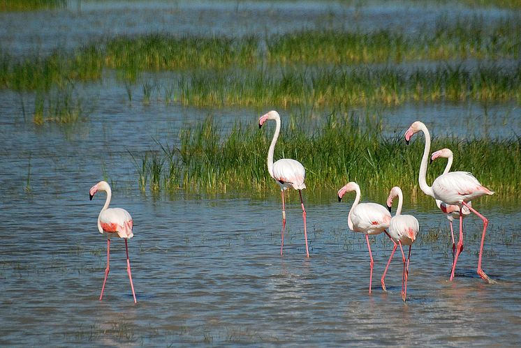 Doñana