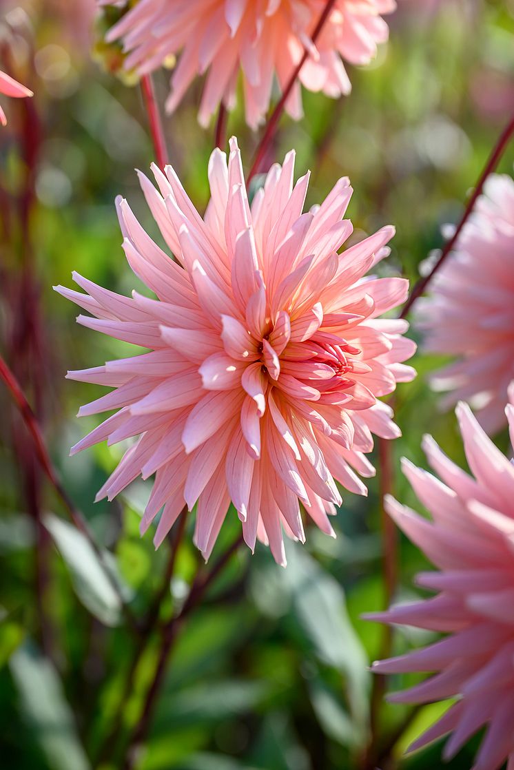 Dahlia Preference.jpg