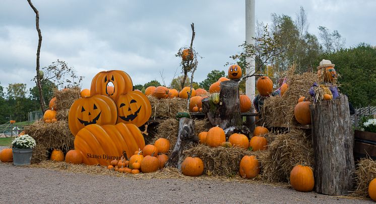 Pumpor i Skånes Djurpark