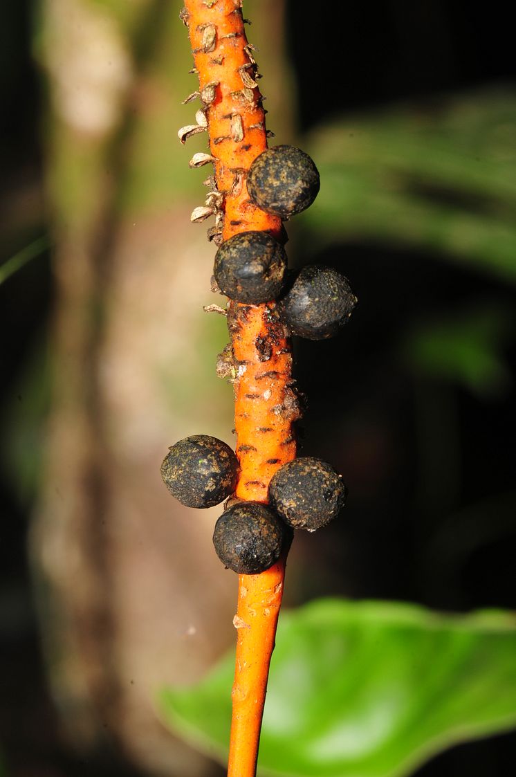 Geonoma Macrostachya Acaulis, en av de palmer som kartlagts under ett 20-årigt arbete i Amazonas. 