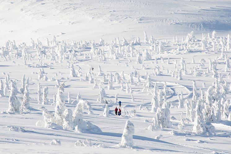 Trysil - cross-country skiing - Photo - Ola Matsson