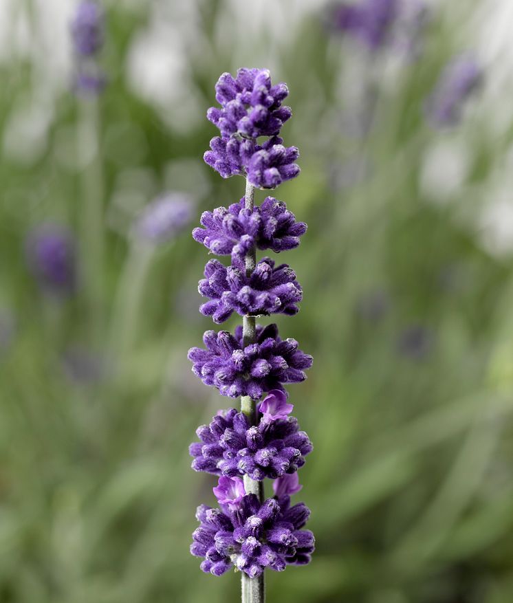 Lavendel, Lavandula Aromatico Blue.