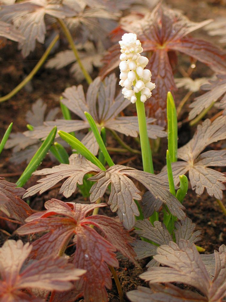 Pärlhyacint, Muscari botryoides 'Album'