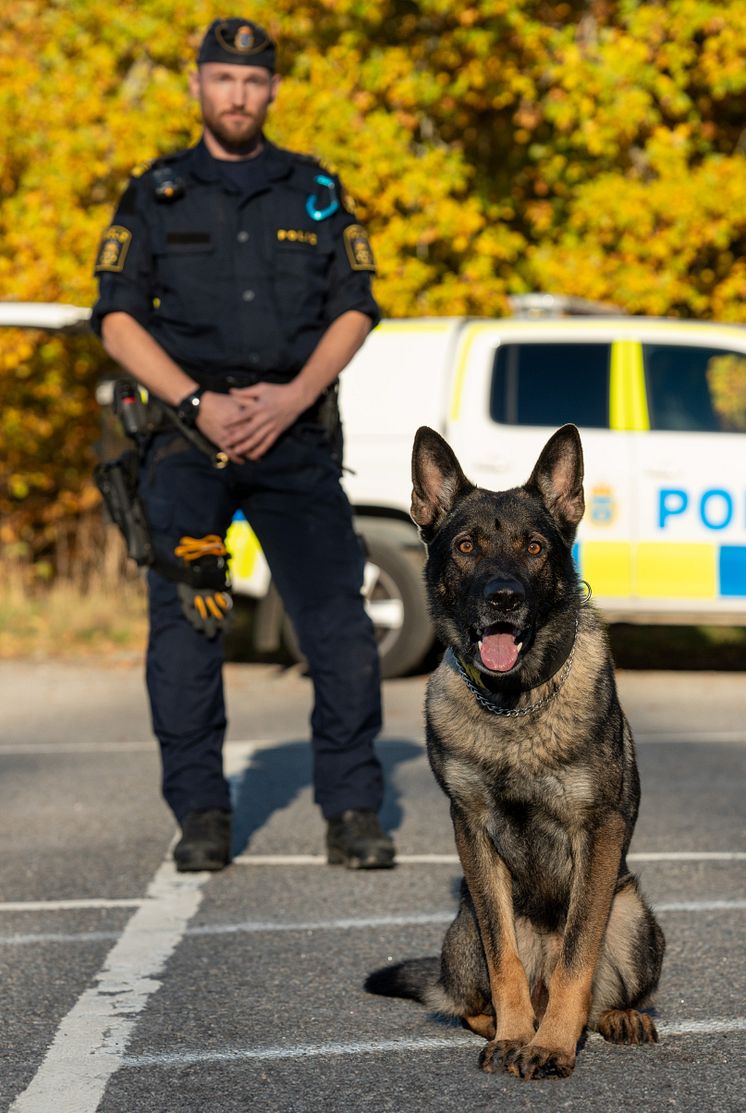 Årets Polishund-2024-Hank-hög-Foto Måns Engelbrektsson.jpg
