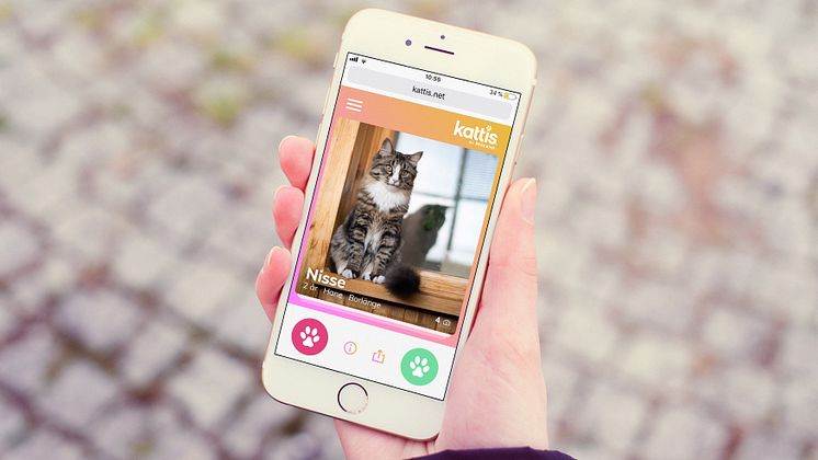 Kattis – en ny digital tjänst för att matcha med hemlösa katter