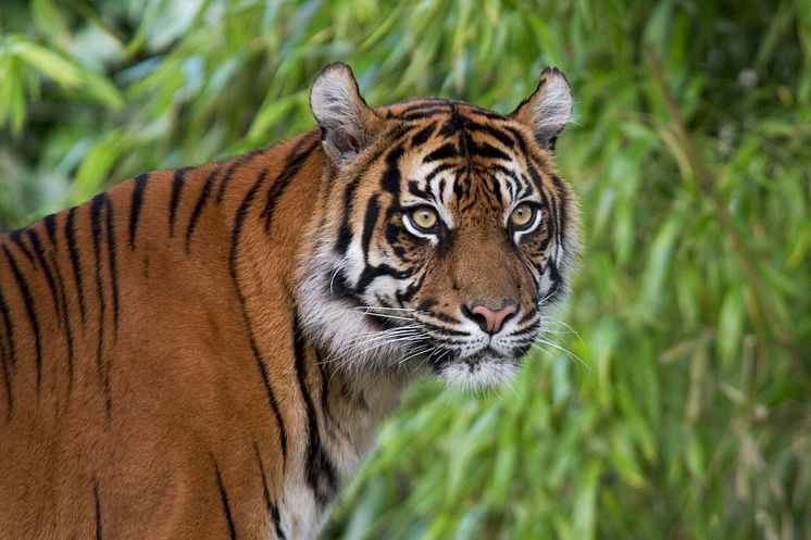 Tiger i Parken Zoo