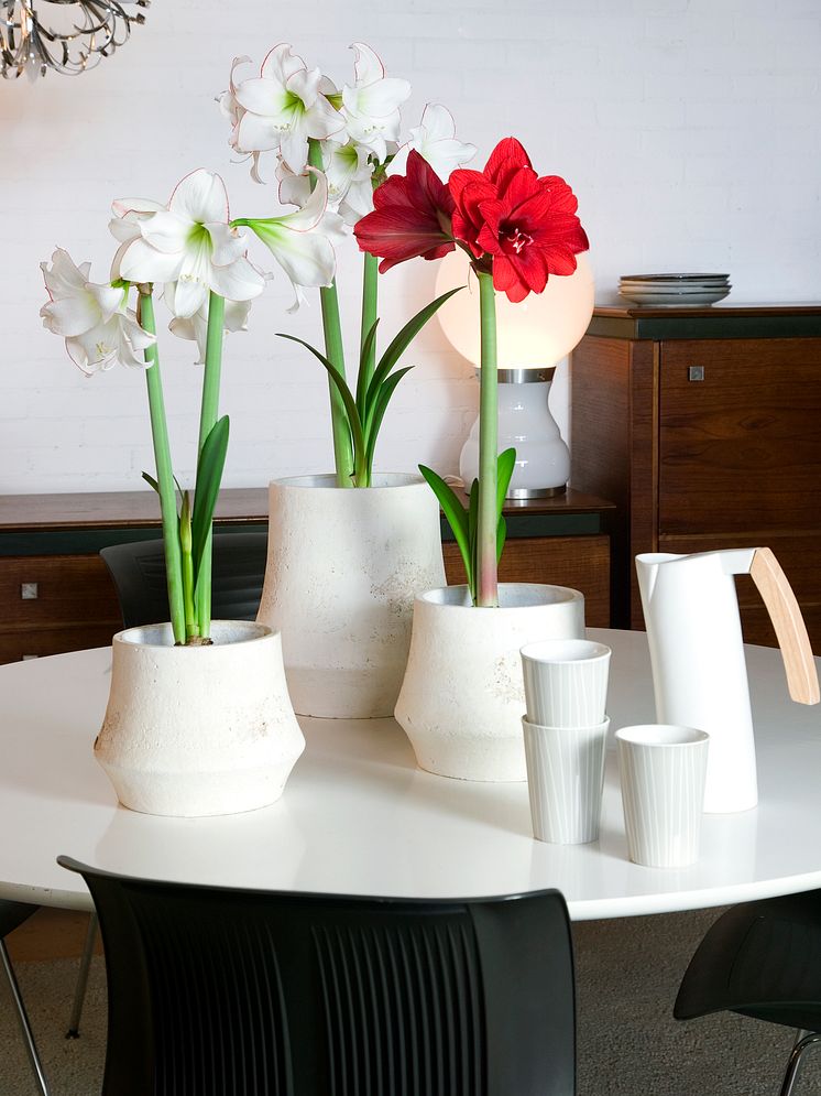 Amaryllis arrangemang i vitt och rött