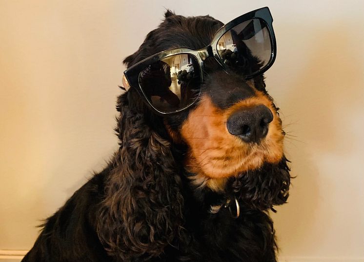 En hund etter Gucci briller 2_Foto Gjensidige.jpg