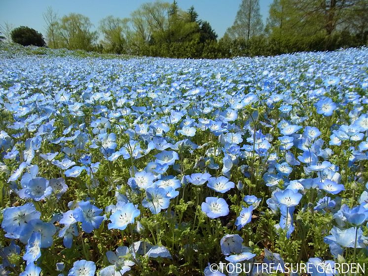 Tobu Treasure Garden(2)