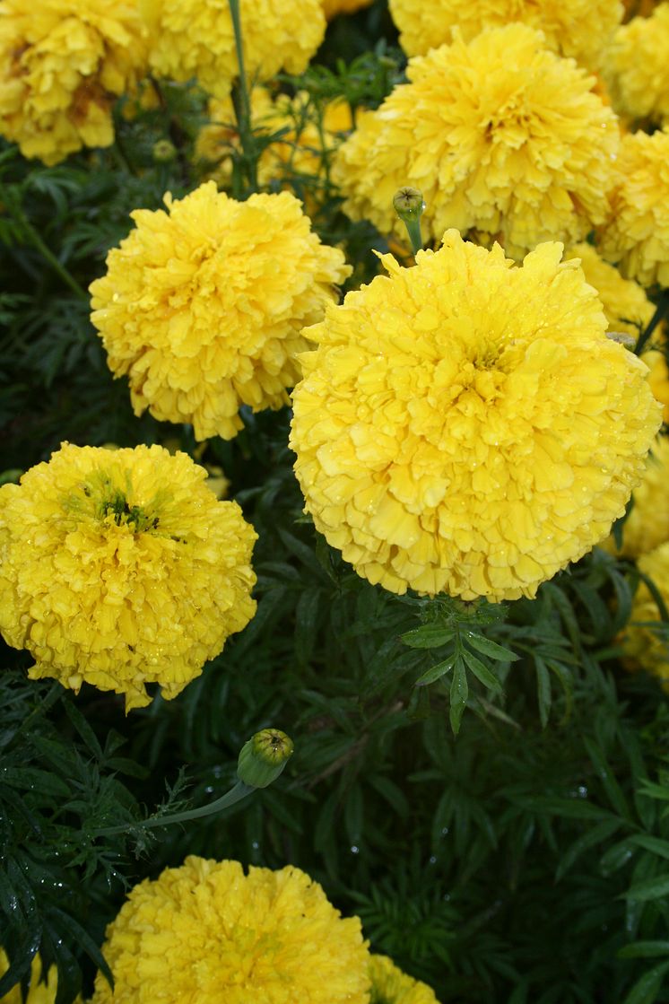 Stor tagetes - Tagetes erecta 'Doubloon impr.'