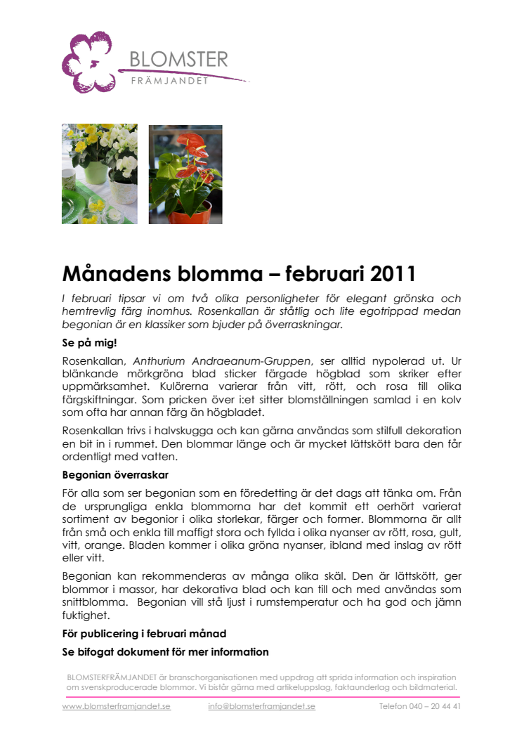 Månadens blomma - februari 2011