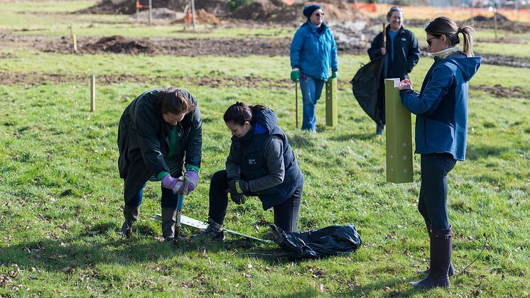 tree planting 5.jpg