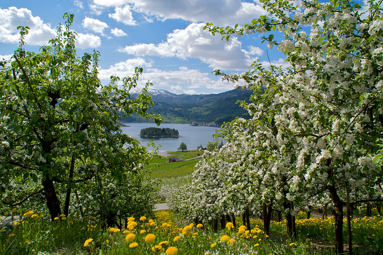 Fruit trees in blossom - Hardanger- Photo - Øyvind Heen – fjords.com .png