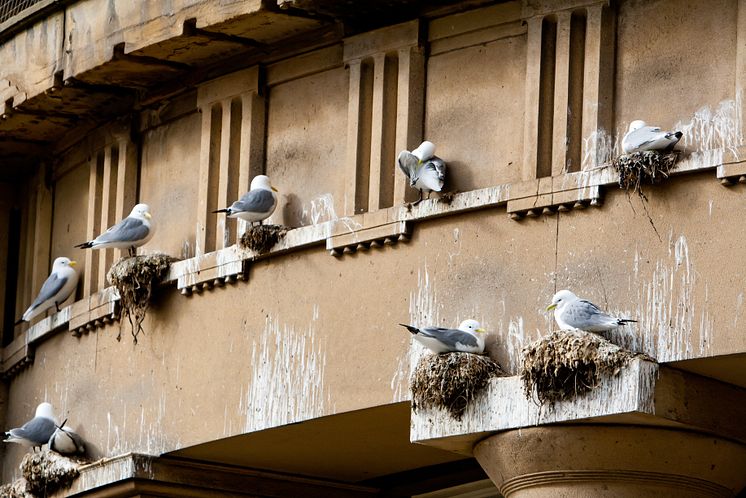 Kittiwakes nesting on the side of a building.jpg