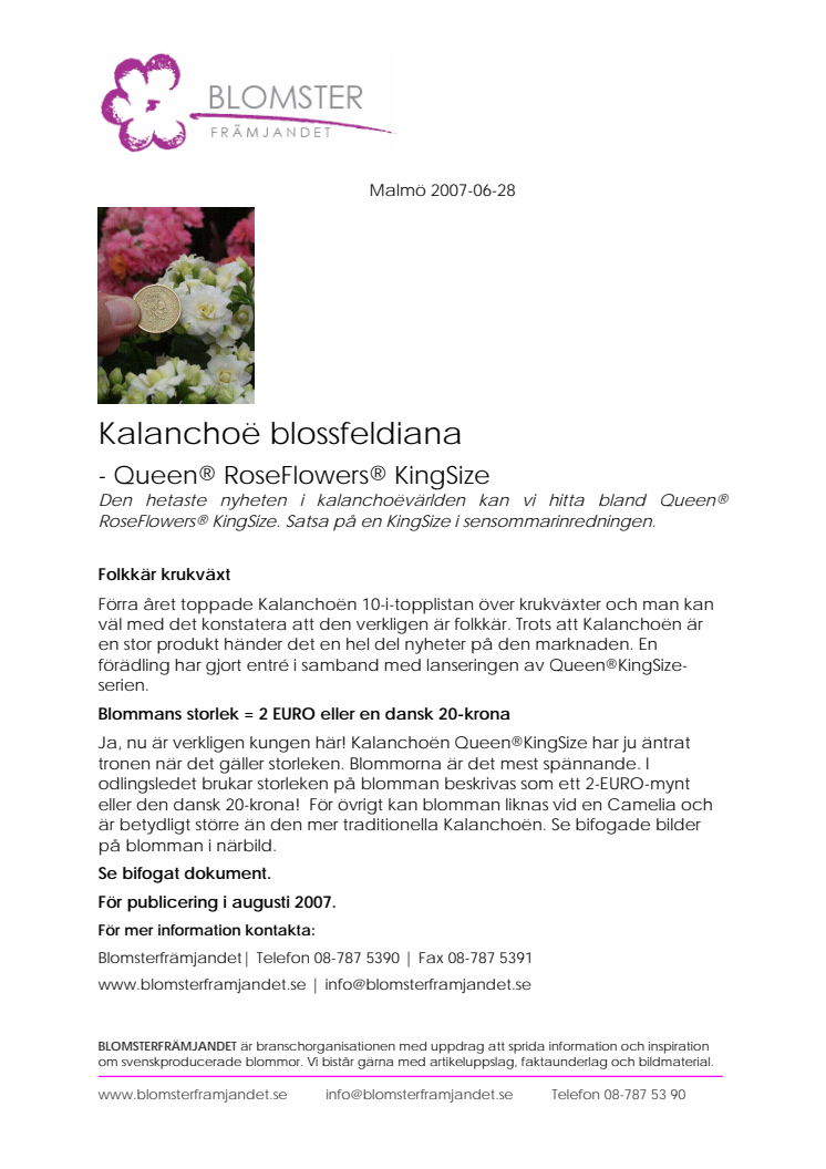 Kalanchoë blossfeldiana 