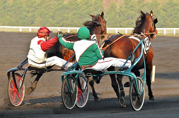 Ready Cash och Maharajah efter målgång i Prix d'Amerique