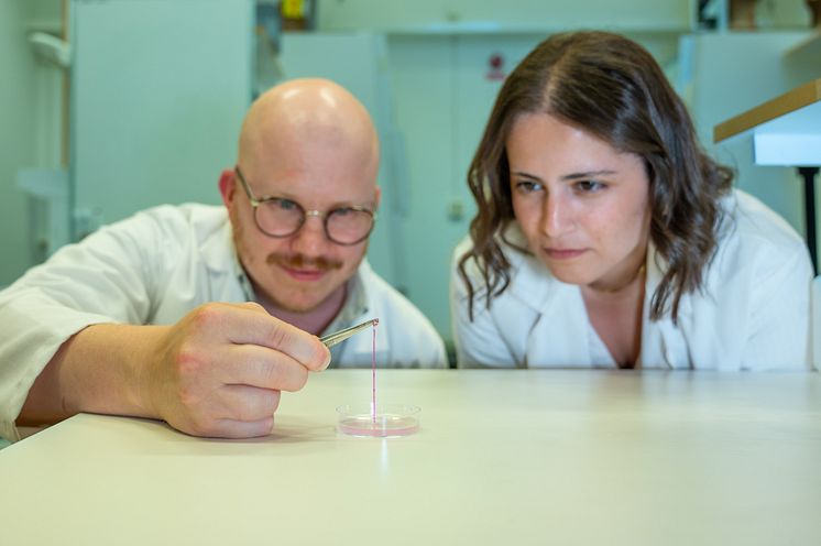 Forskare håller upp en tråd av röd hydrogel.