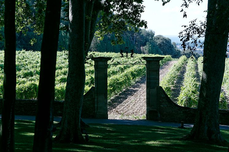 Vingården hos Château La Nerthe