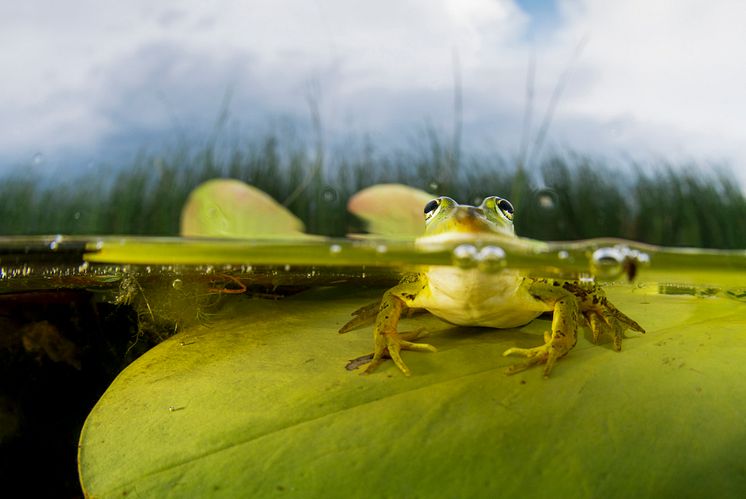 Amphibia – att leva på hoppet. Pressbild 3