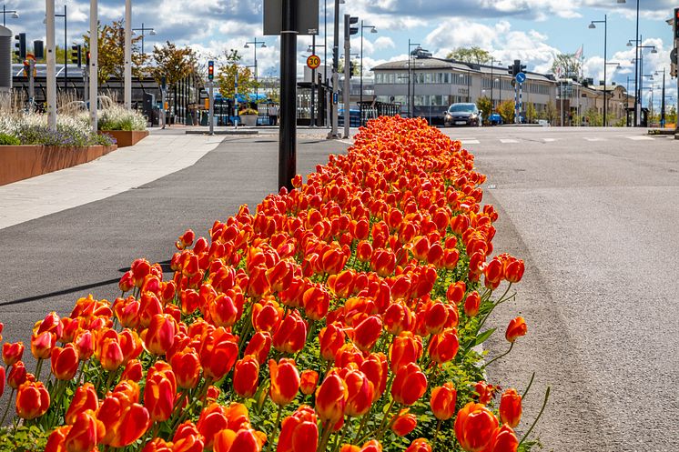 Tulpanfestivalen i Skövde