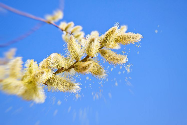 Pollen close-up