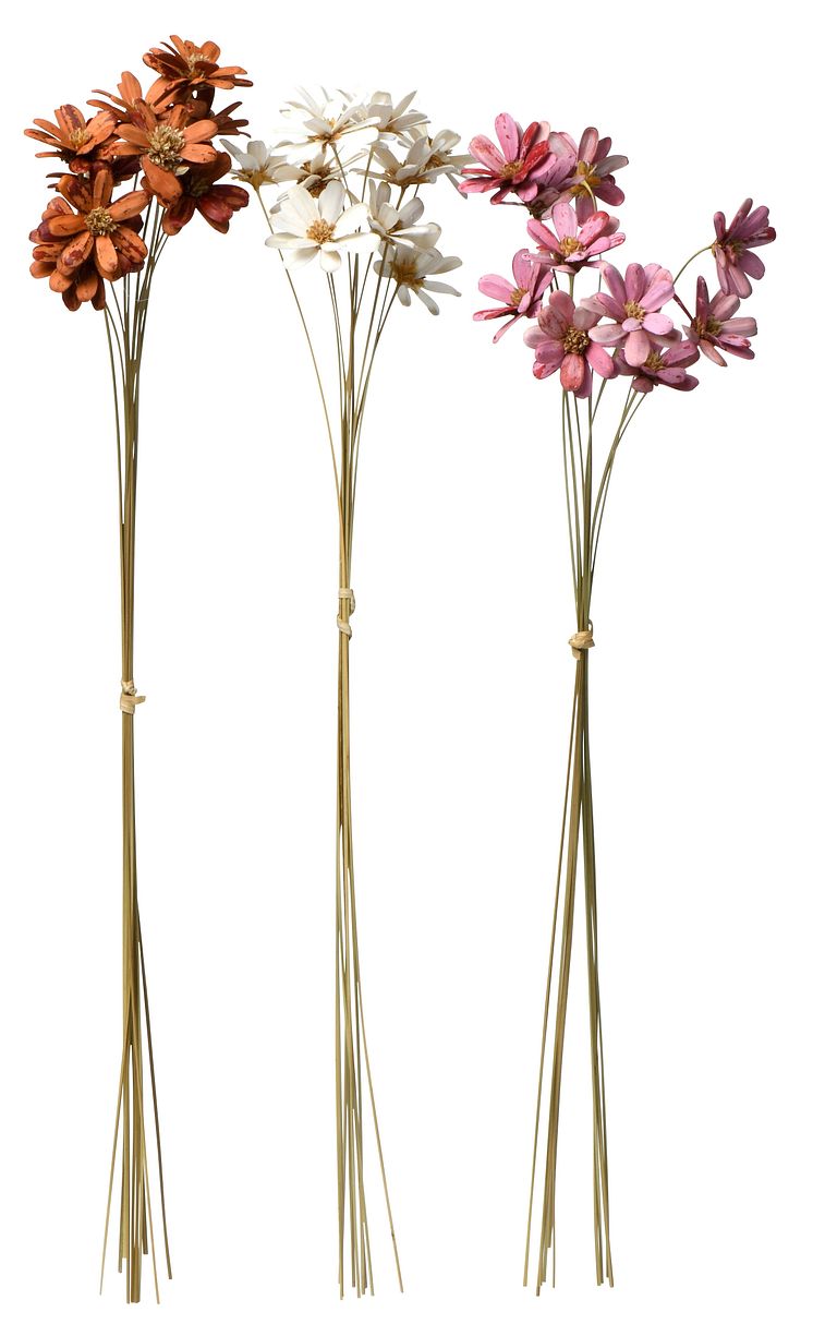 NYHET! Dried Flowers Marguerite 50 cm Mixed Colors 4,99 EUR.jpg