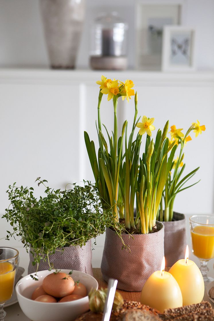 Påskeliljer (narciss) og urter til påskefrokost