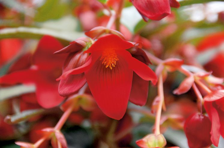 Begonia boliviensis Summerwings Boliviabegonia