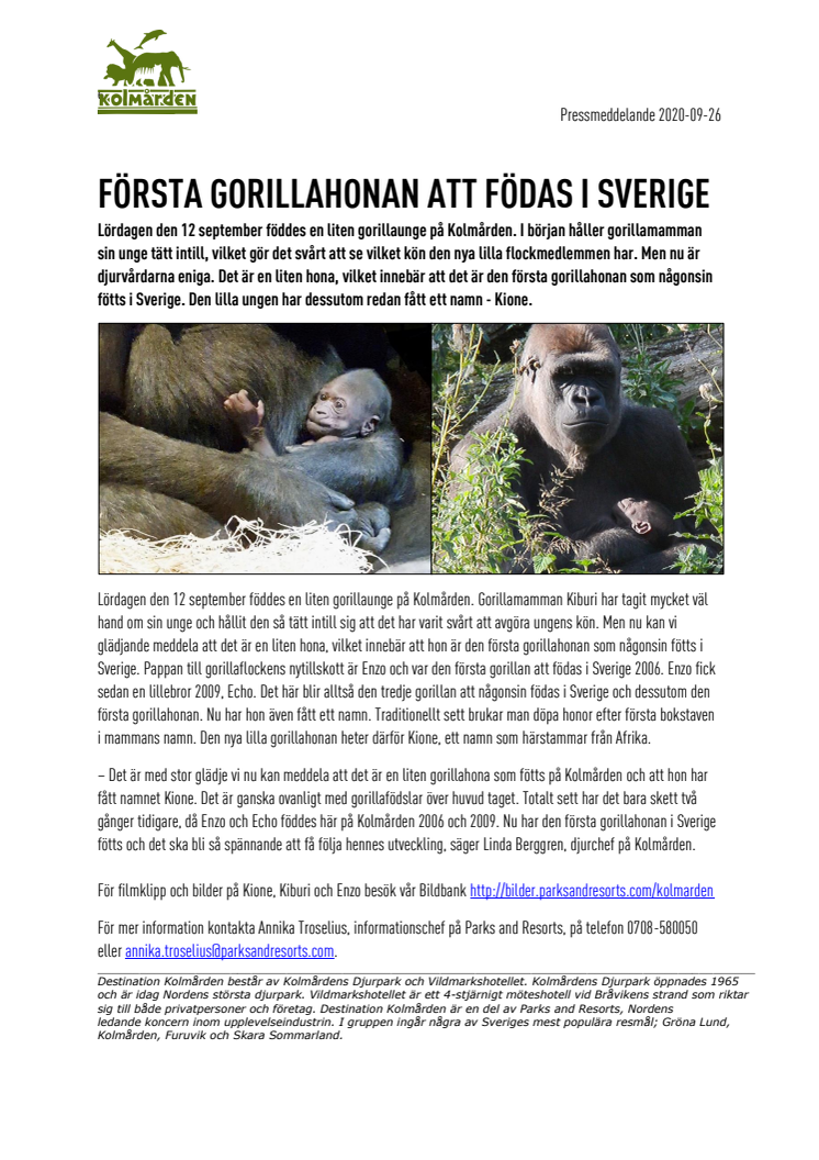 Första gorillahonan att födas i Sverige