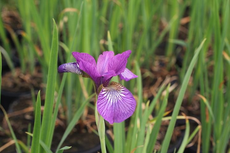 Trädgårdsiris, Iris sibirica 'Wine Wings'. Vårnyhet 2014, Blomsterlandet