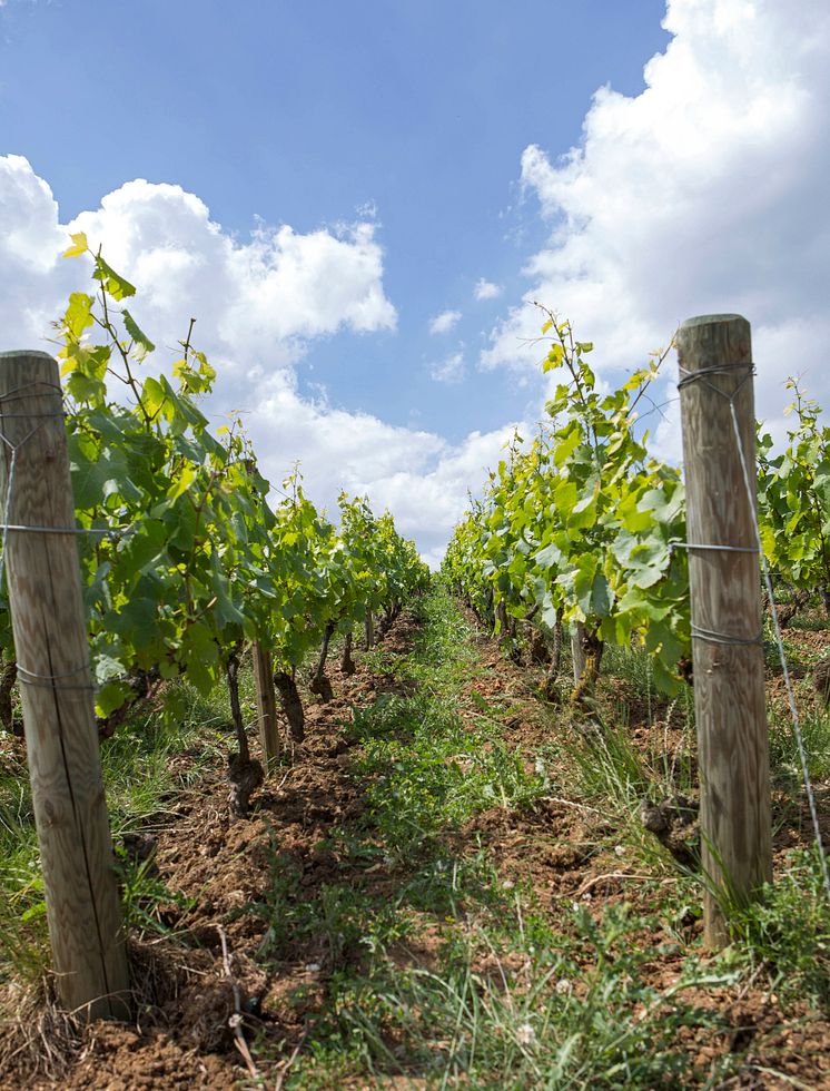 Verzenay vineyard.jpg