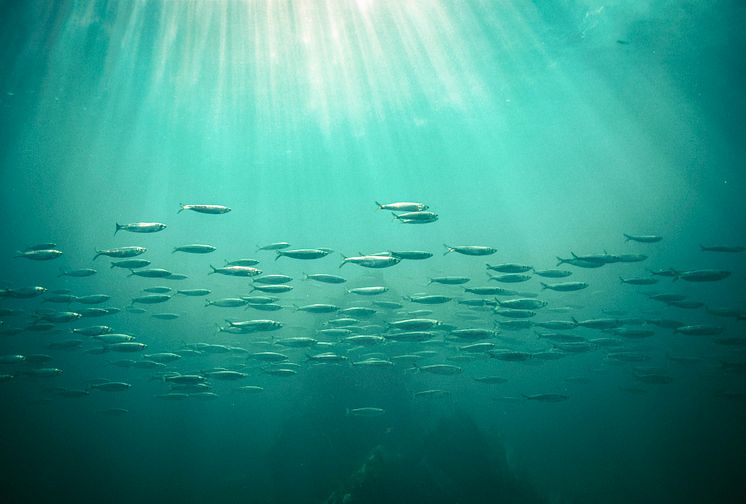 Ny HaV-rapport visar hur våra viktigaste fiskar och skaldjur utvecklas