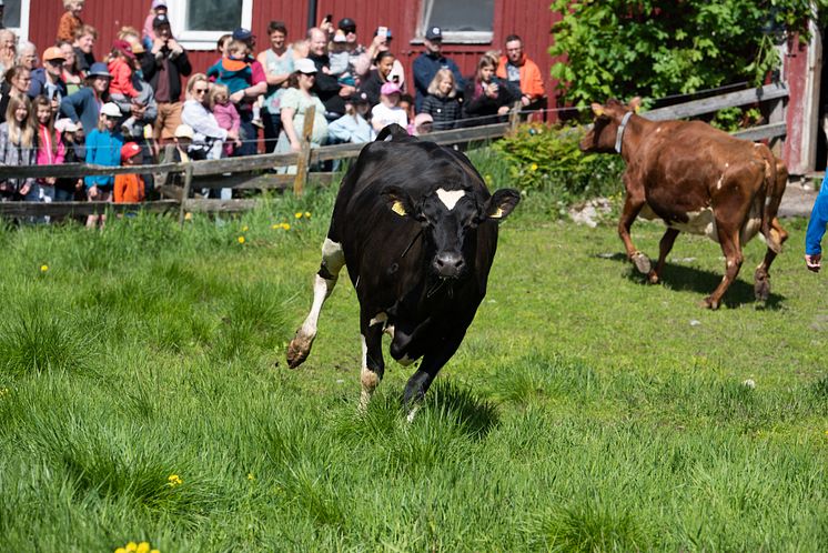 Betessläpp i Röbäck 2022