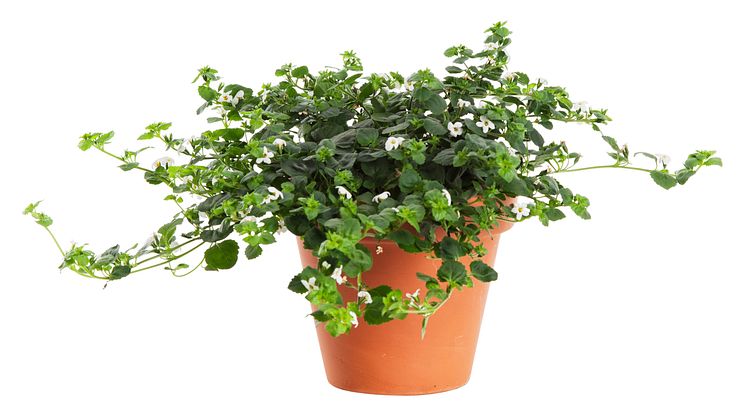 Peperomia