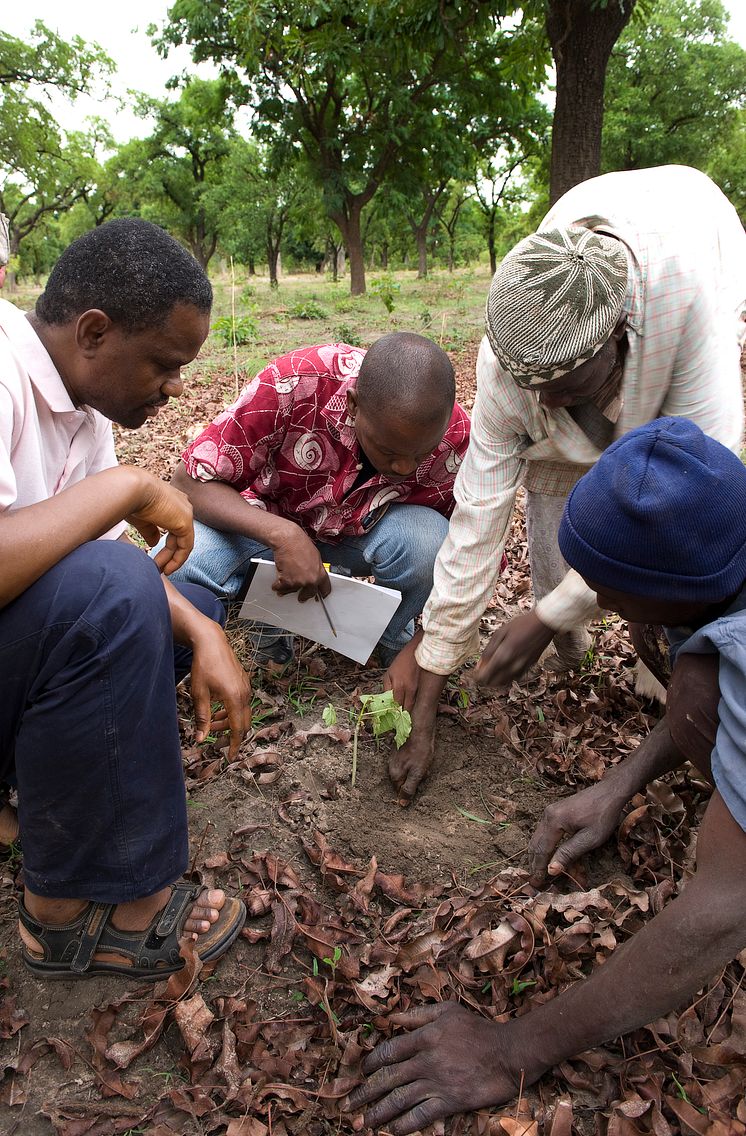 Kia - Planting for a Better Life