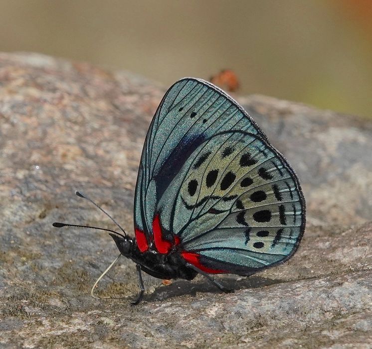 Asterope_leprieuri_239429695.jpg