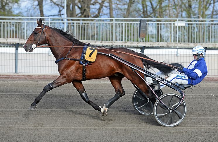 Looking Superb är klar för Elitloppet 2020