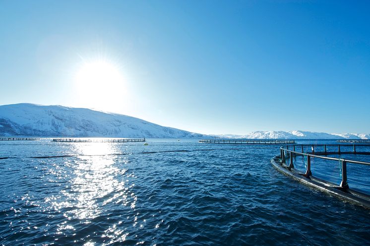 Salmon farming cages