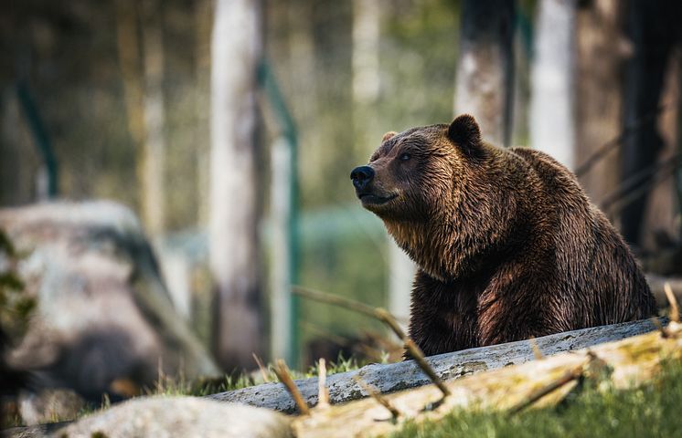 Grizzlybjörn_janko-ferlic-653772-unsplash